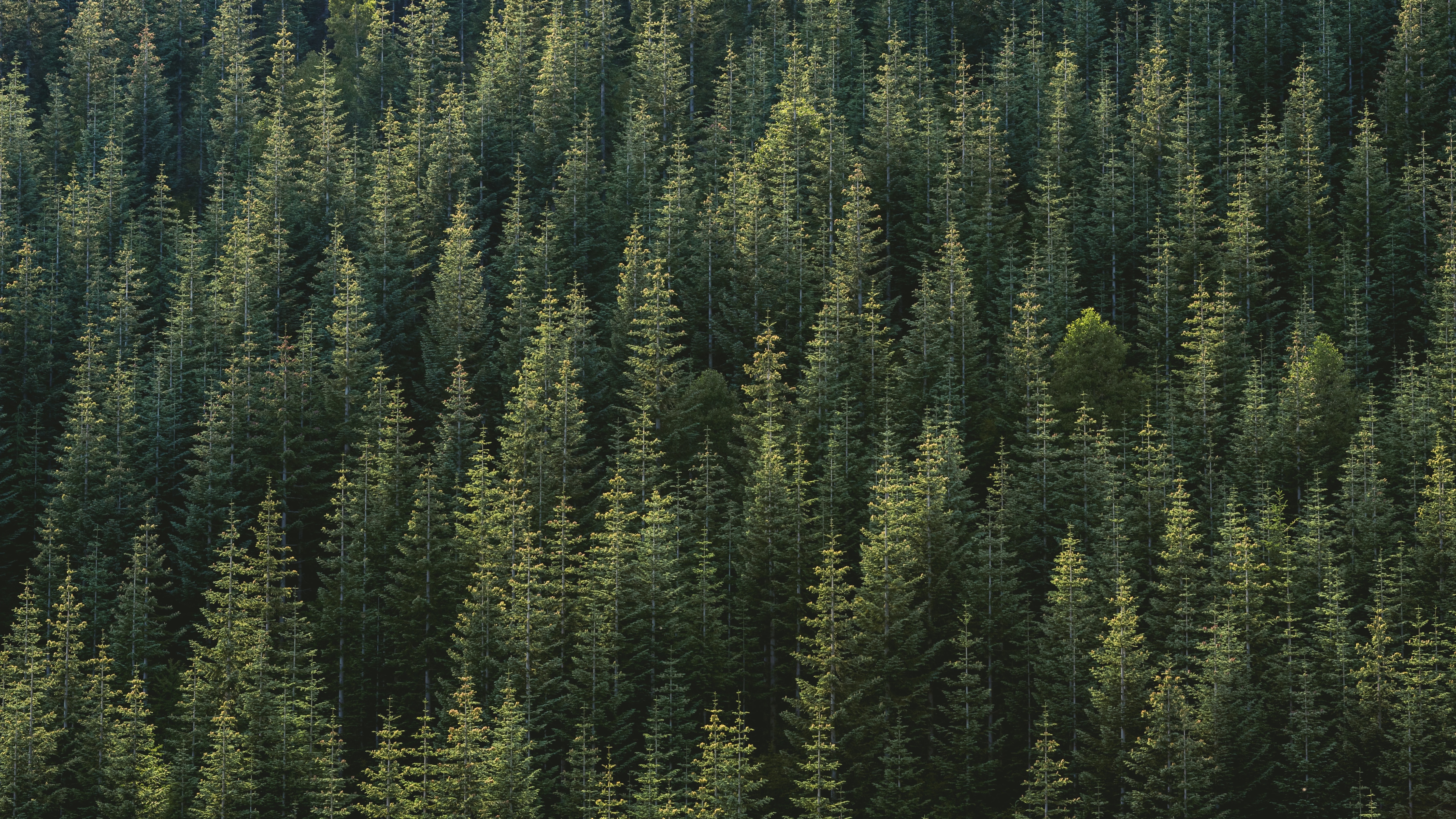 Projects forest image